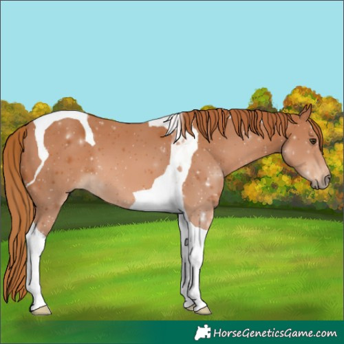 Horse Color:Chestnut Tobiano 