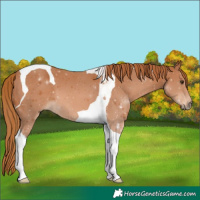 Horse Color:Chestnut Tobiano 