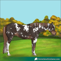 Horse Color:White Spotted Liver Chestnut 
