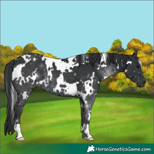 Horse Color:White Spotted Black 