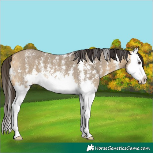 Horse Color:Buckskin Dun Sabino Splash