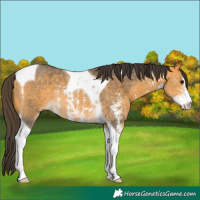 Horse Color:Buckskin Sabino Tobiano Rabicano 
