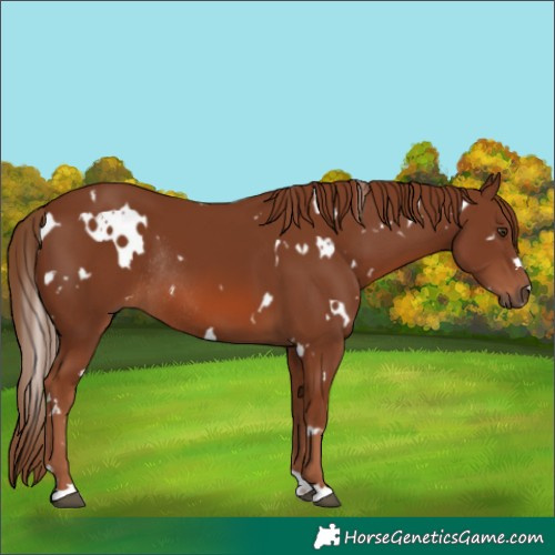 Horse Color:White Spotted Chestnut Rabicano 