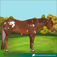 Horse Color:White Spotted Chestnut Rabicano 