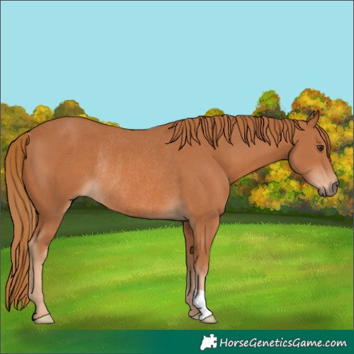 Horse Color:Chestnut Rabicano 