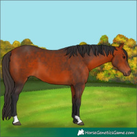 Horse Color:Bay 