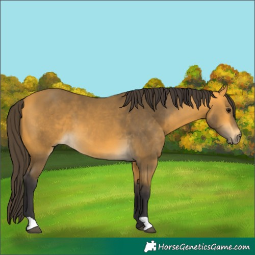 Horse Color:Buckskin 