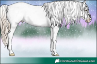 Horse Color:Chocolate Palomino Ice Tobiano Appaloosa 