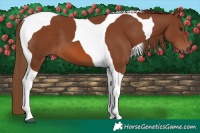 Horse Color:Chestnut Tobiano 