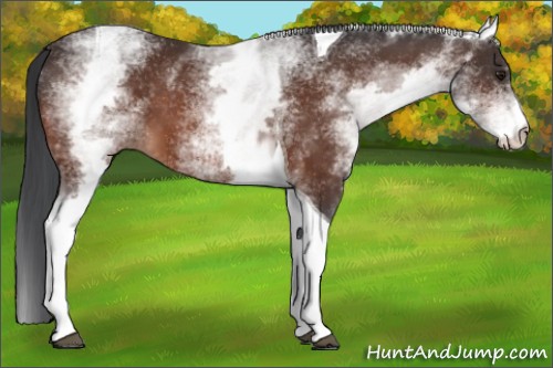 Horse Color:White Spotted Brown Tobiano