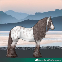 Horse Color:Gray Platinum Chocolate Brown Roan Dun Appaloosa 