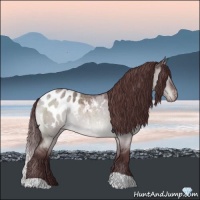 Horse Color:Platinum Chocolate Brown Roan Dun Appaloosa 