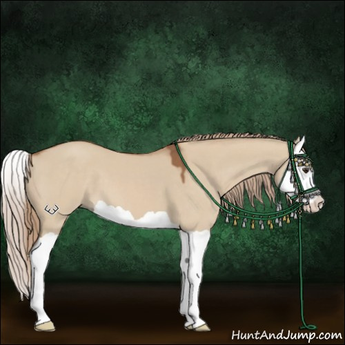 Horse Color:Red Dun Splash 