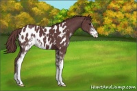 Horse Color:Chocolate Smoky Black Sabino Appaloosa