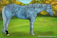 Horse Color:ERROR: UNKNOWN ANOMALY