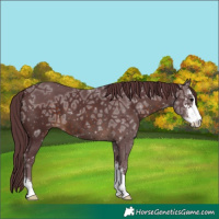 Horse Color:Chocolate Brown Ice Sabino 