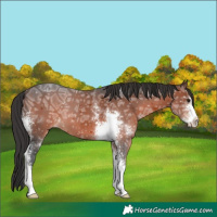 Horse Color:Brown Ice Sabino 