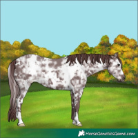Horse Color:White Spotted Chocolate Black Ice
