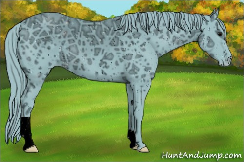 Horse Color:ERROR: UNKNOWN ANOMALY