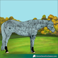 Horse Color:ERROR: UNKNOWN ANOMALY