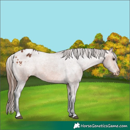 Horse Color:Bay Appaloosa 