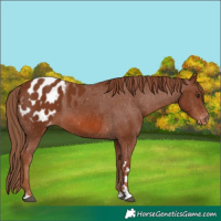 Horse Color:Chestnut Appaloosa 