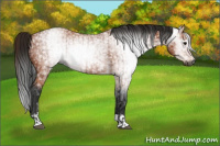 Horse Color:Gray Bay  and Gray Bay 