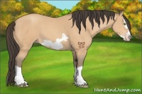 Horse Color:Amber Champagne Splash Frame 