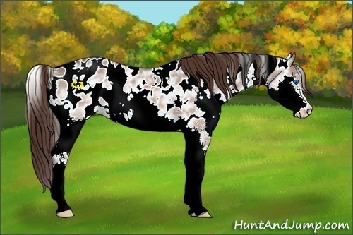 Horse Color:White Spotted Bay Ice Dun Splash Appaloosa 