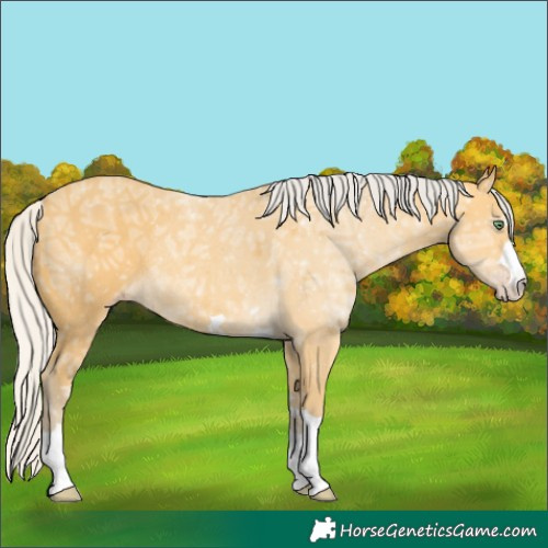 Horse Color:Silver Amber Cream Champagne Ice Rabicano