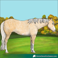 Horse Color:Silver Amber Cream Champagne Ice Rabicano