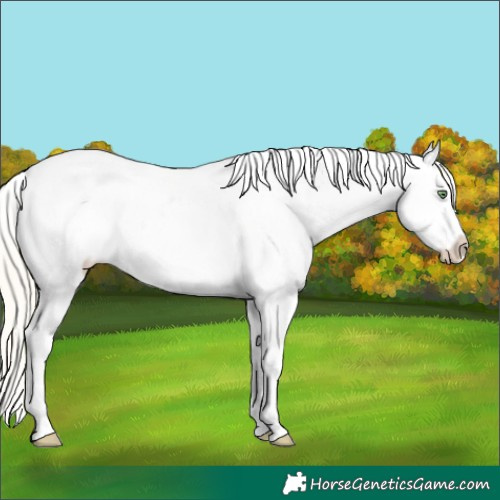 Horse Color:Silver Amber Cream Champagne Ice Near Leopard Rabicano