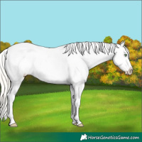 Horse Color:Silver Amber Cream Champagne Ice Appaloosa Rabicano 