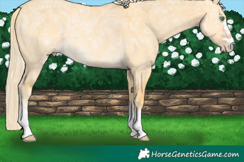 Horse Color:Gold Cream Champagne Ice Dun Rabicano 