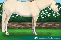 Horse Color:Gold Cream Champagne Ice Dun Rabicano