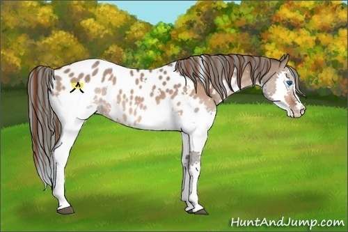 Horse Color:Painted White Spotted Bay Dun Splash Appaloosa 