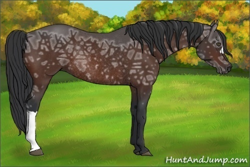 Horse Color:Bay Ice Rabicano