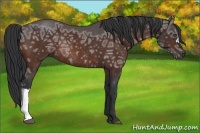 Horse Color:Bay Ice Rabicano
