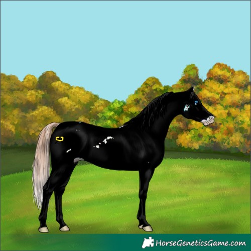 Horse Color:White Spotted Red Dun Splash Appaloosa 