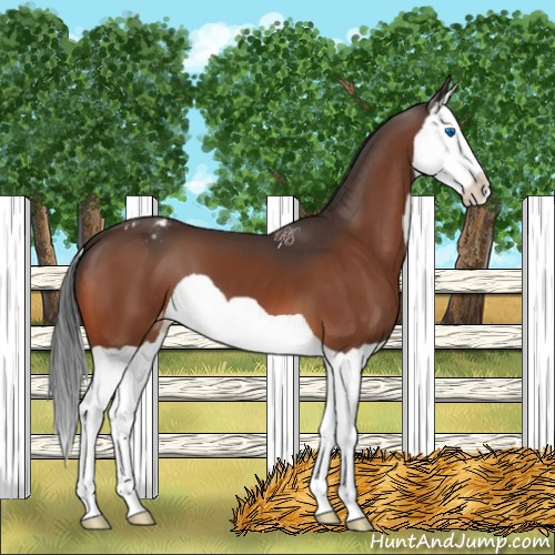 Horse Color:Bay Splash Appaloosa