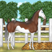 Horse Color:Bay Splash Appaloosa 