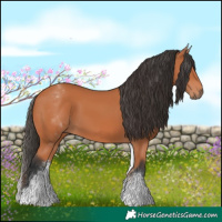 Horse Color:White Spotted Bay 