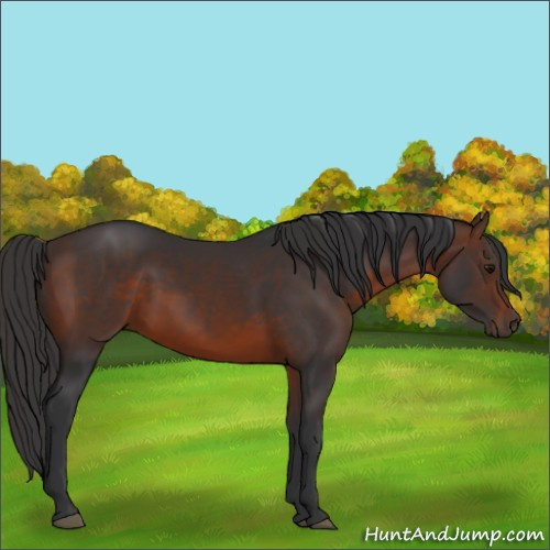 Horse Color:Brown 