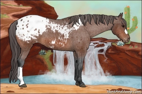Horse Color:Bay Blanket 
