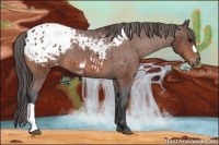 Horse Color:Bay Blanket 