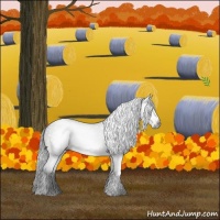 Horse Color:Gray Brown Roan 