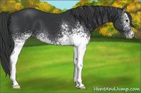 Horse Color:White Spotted Black 