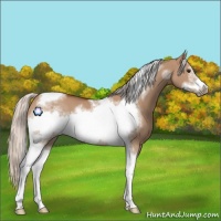 Horse Color:Silver Bay Dun Sabino Tobiano Frame Rabicano 