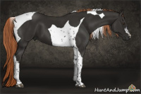 Horse Color:Liver Chestnut Tobiano 