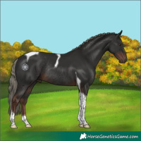 Horse Color:Liver Chestnut Mushroom Tobiano Rabicano 